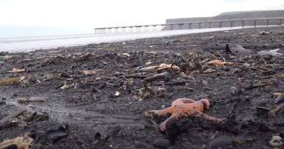 Зловещее место. Тысячи моллюсков умирают на пляже, где два года назад массово погибли ракообразные - focus.ua - Украина - Англия - Великобритания