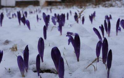 На Закарпатье под снегом аномально зацвели цветы - korrespondent.net - Украина - Закарпатская обл.
