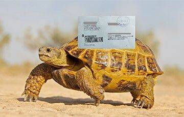 Белорус доказал, что черепаха может доставить письмо быстрее почты - charter97.org - Белоруссия - Иваново - Брестская обл.