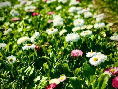 В Одессе высадили цветы: 50 тысяч маргариток и виол - odessa-life.od.ua - Украина - Одесса