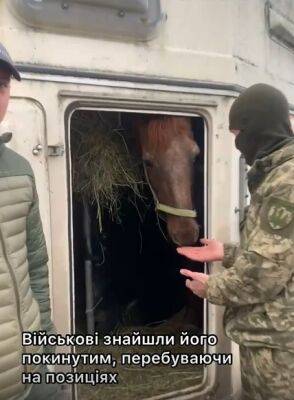 На Харьковщине военные ВСУ спасли коня, который пришел к ним на позиции - objectiv.tv - Харьков