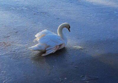 На Харьковщине жители села спасли замерзавшего раненого лебедя (видео, фото) - objectiv.tv