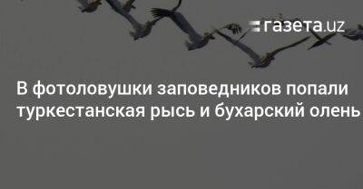 В фотоловушки заповедников Узбекистана попали туркестанская рысь и бухарский олень - gazeta.uz - Узбекистан