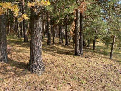 В Твери создали петицию для сохранения Монастырского леса от застройки - afanasy.biz - Тверь - Тверская обл.
