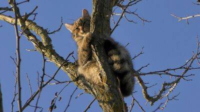 В Одесской области сфотографировали редкого лесного кота (фото) - odessa-life.od.ua - Украина - Одесская обл.