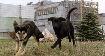 Собаки из Чернобыля с уникальной ДНК научат украинцев новым приемам выживания - cxid.info - Украина