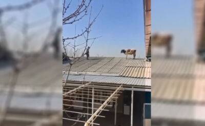 Солнечные ванны. В Узбекистане теленок невероятным образом забрался на крышу дома. Видео - podrobno.uz - Узбекистан - Ташкент