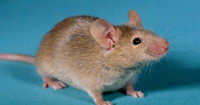 Фрэнсис Крик - Прорыв в лечении бесплодия. Ученым удалось создать мышей с двумя отцами, используя мужские клетки - focus.ua - Украина - Лондон
