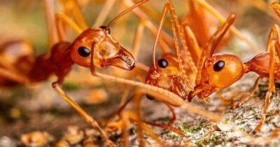 Семейные разборки: ученые изучили механизмы, сдерживающие конкуренцию среди муравьев-родственников - focus.ua - Украина - Финляндия - Хельсинки