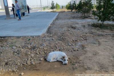 За два дня в микрорайоне Туркменабата жестоко уничтожили 15 бродячих собак (видео) - hronikatm.com - Туркмения