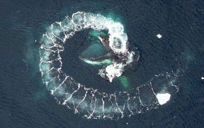 На станции Академик Вернадский начали изучать китов с помощью дронов - korrespondent.net - США - Украина - Австралия - Антарктида - шт. Калифорния
