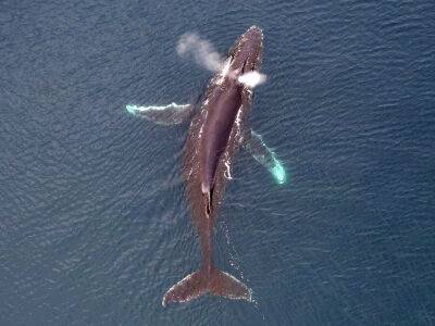 Украинские полярники в Антарктиде показали фото китов с дрона - gordonua.com - США - Украина - Англия - Антарктида - шт. Калифорния - станция Академик Вернадский