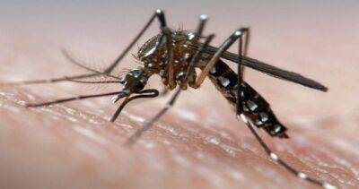 В ВОЗ предупреждают о росте числа заболеваний, передаваемых комарами - dialog.tj - Судан - Боливия - Парагвай