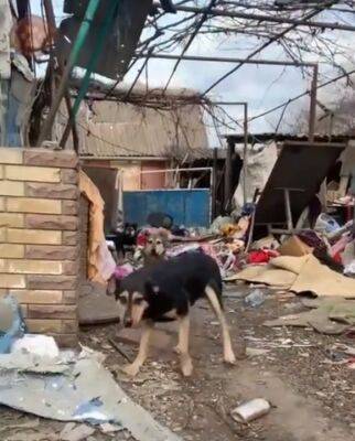Из прифронтового села на Харьковщине эвакуировали 10 животных (видео) - objectiv.tv