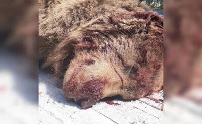 Правоохранители возбудили уголовное дело по факту убийства бурого медведя в Кашкадарье - podrobno.uz - Узбекистан - Ташкент
