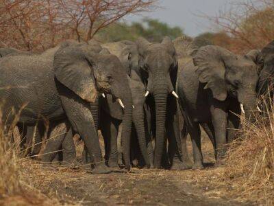 Браконьеры убили пятерых слонов в Чаде - unn.com.ua - Украина - Киев - Камерун - Чад - Нджамена