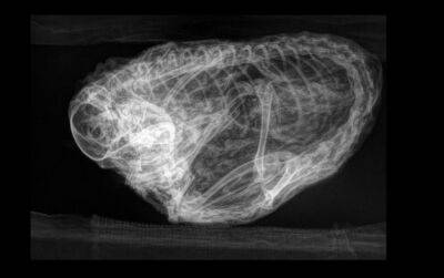 Шахтеры нашли неземной шар замороженного меха, который оказался мумией звезды из "Ледникового периода" - akcenty.com.ua - Украина - Англия - Канада - шт.Аляска