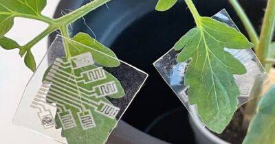 Умное сельское хозяйство. Специальные чипы помогут ученым мониторить здоровье растений - focus.ua - Украина - шт.Северная Каролина - Продовольствие