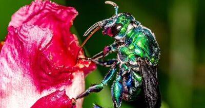 Душистые Казанова. Ученые считают, что пчелы-самцы используют духи, чтобы привлечь партнерш - focus.ua - Украина - Германия - Бразилия - Коста Рика