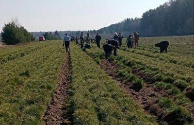 В питомнике под Тверью молодые сосны готовят к высадке в лесах региона - afanasy.biz - Тверь - Тверская обл.