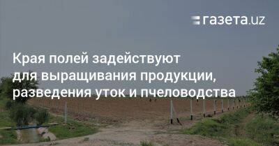 Края полей задействуют для выращивания продукции, разведения уток и пчеловодства - gazeta.uz - Узбекистан