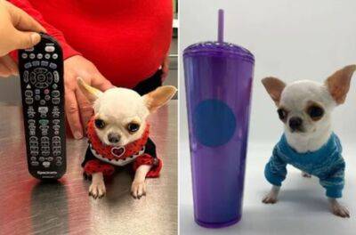 Самая маленькая "карманная" собачка в мире умилила всю планету: она короче палочки для мороженого - akcenty.com.ua - Украина - Англия - Италия - шт.Флорида