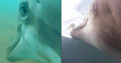 ВМС США установили камеры на дельфинов и выпустили их в открытое море: вот что из этого получилось (видео) - focus.ua - США - Украина - Сан-Диего