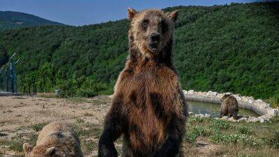 Убивать или не убивать: в Италии решают судьбу медведей после убийства человека - ru.euronews.com - Италия - Словения