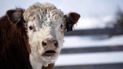 Ужасный взрыв и пожар убили 18 000 коров на молочной ферме в Техасе - unn.com.ua - Украина - Киев - Техас - Франция - USA
