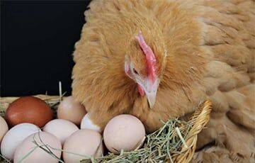 Что появилось раньше: курица или яйцо — ученые наконец-то узнали ответ - charter97.org - Бельгия - Белоруссия