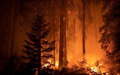 На юге Китая вспыхнул масштабный лесной пожар - korrespondent.net - Китай - Южная Корея - Украина - Чили