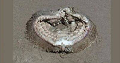 "Снится в кошмарах": эксперты опознали зубастое существо, замеченное на пляже в Техасе - focus.ua - США - Украина - Техас - Голландия - Houston