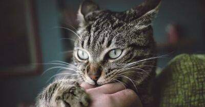 Скрытая опасность. 5 болезней, которыми можно заразиться от кошек - focus.ua - Украина