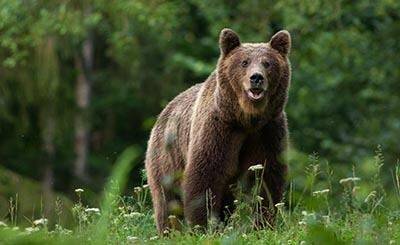 В Баварии обнаружены следы бурого медведя - rusverlag.de - Австрия