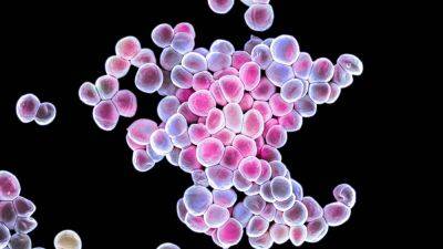 Убийцы рака. Генетически модифицированные кожные бактерии успешно рассеивают опухоли у мышей – планируются испытания на людях - itc.ua - Украина