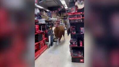 Корова зашла в магазин возле Ашдода и устроила разнос - vesty.co.il - Израиль