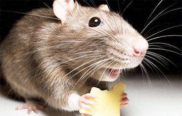 Найден ответ на вопрос, действительно ли мыши любят сыр - charter97.org - США - Белоруссия