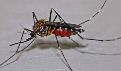 На Лазурном берегу туристка заразилась смертельным вирусом в результате укуса комара - obzor.lt - Англия - Бразилия - Вьетнам