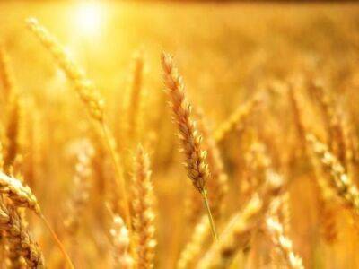 Валдис Домбровскис - Еврокомиссия готова запретить импорт украинского зерна - obzor.lt - Украина - Румыния - Венгрия - Польша - Болгария - Словакия