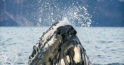 Ким Кардашьян - Пэрис Хилтон - Джулия Фокс - Голодный горбатый кит едва не проглотил подводного фотографа во время съемок (фото, видео) - focus.ua - Норвегия - Украина - Гренландия