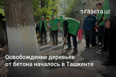 Азиз Абдухакимов - Освобождение деревьев от бетона началось в Ташкенте - gazeta.uz - Узбекистан - Ташкент