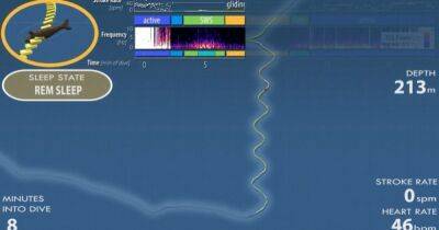 Как осенний лист на ветру. Ученые разгадали тайну того, как морские слоны спят под водой (видео) - focus.ua - Украина - шт. Калифорния