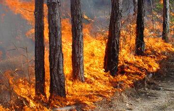 В Беларуси зафиксировали первый лесной пожар - charter97.org - Белоруссия - район Островецкий