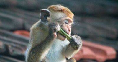 Шри-Ланка хочет продать Китаю 100 тысяч обезьян из-за миллиардных долгов: зоозащитники против - focus.ua - Китай - Украина - Шри Ланка