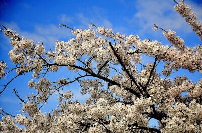 Вильнюс любуется цветущими сакурами - obzor.lt - Япония - Литва - Вильнюс