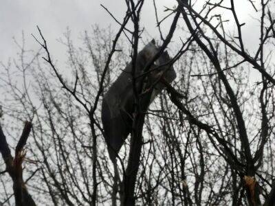 "Полет был не долгий". Пограничники в Харьковской области "превратили в мусор" дрон-камикадзе оккупантов, который летел вглубь территории Украины - gordonua.com - Россия - Украина - Харьковская обл.