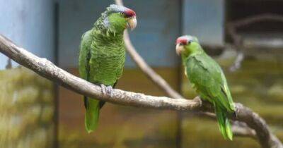 Стали менее одинокими. Ученые выяснили, что попугаям нравятся отношения на расстоянии - focus.ua - США - Украина