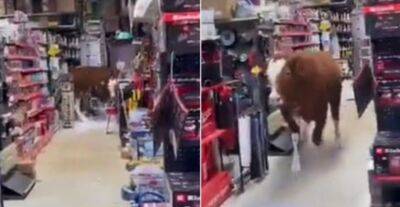 Большая корова устроила хаос в магазине на скользком полу: как она там оказалась и чем все закончилось - akcenty.com.ua - Украина - Израиль