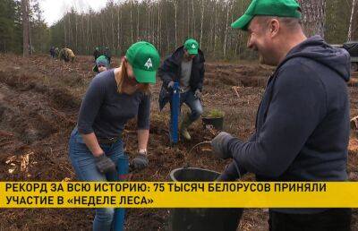 В акции «Неделя леса» приняли участие 75 тысяч белорусов - grodnonews.by - Белоруссия - Экология