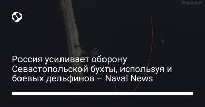 Россия усиливает оборону Севастопольской бухты, используя и боевых дельфинов – Naval News - liga.net - Россия - Украина - Крым - Севастополь